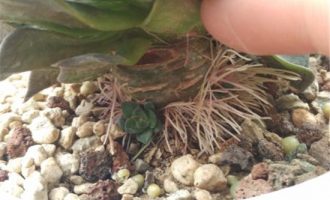 多肉植物瘦得可怜为哪般？