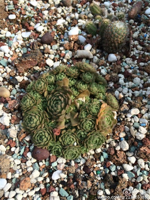 小野玫瑰/瓦莲  Sedum sedoides(1)