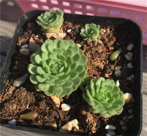 小野玫瑰/瓦莲  Sedum sedoides(3)