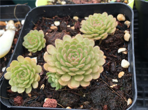 小野玫瑰/瓦莲  Sedum sedoides(4)