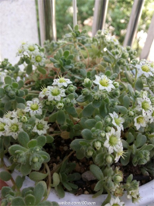 小野玫瑰/瓦莲  Sedum sedoides(6)