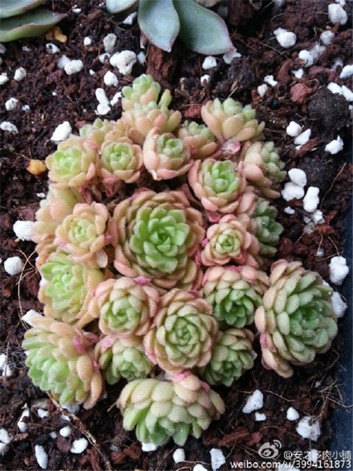 小野玫瑰/瓦莲  Sedum sedoides(7)