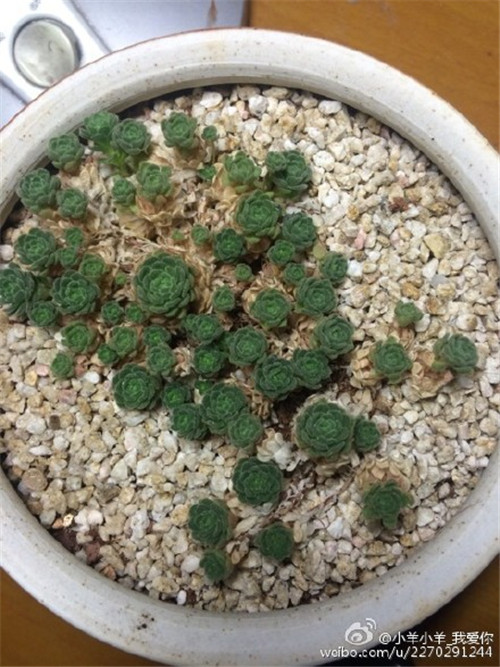 小野玫瑰/瓦莲  Sedum sedoides(8)