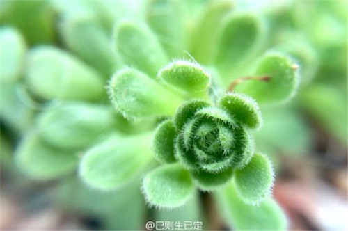 小野玫瑰/瓦莲  Sedum sedoides(9)