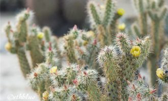 环球寻肉之旅–沙漠花园 Anza-Borrego