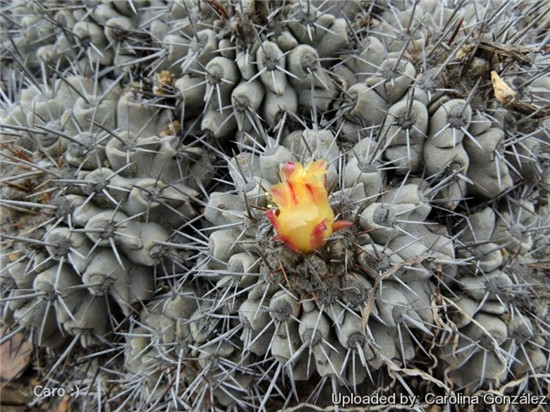 爆龙丸 Copiapoa fiedleriana