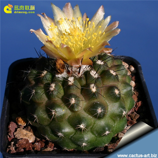 龙爪球属公子丸 Copiapoa humilis 