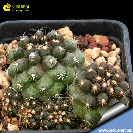 龙爪球属公子丸 Copiapoa humilis 