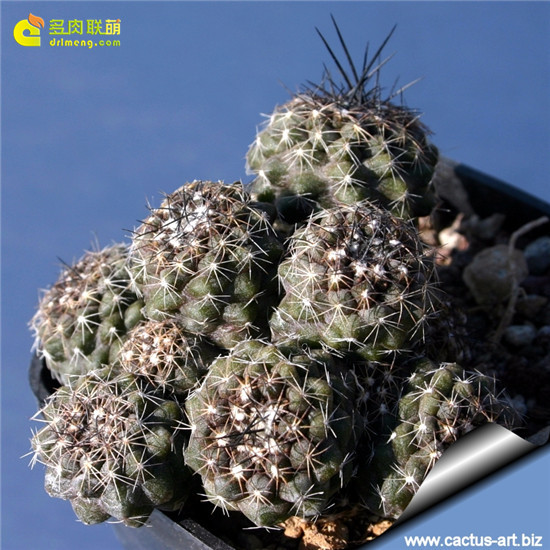 龙爪球属公子丸 Copiapoa humilis 