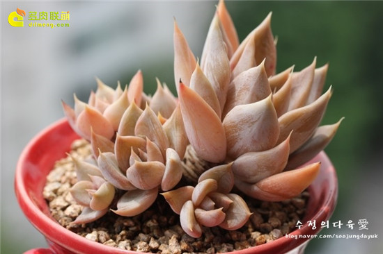 古紫的园艺品种 Echeveria affinis "Grey Form"