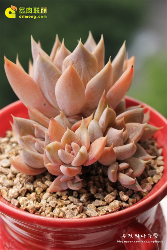 古紫的园艺品种 Echeveria affinis "Grey Form"