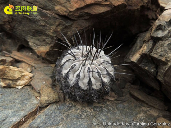 黑士冠 Copiapoa dealbata -2