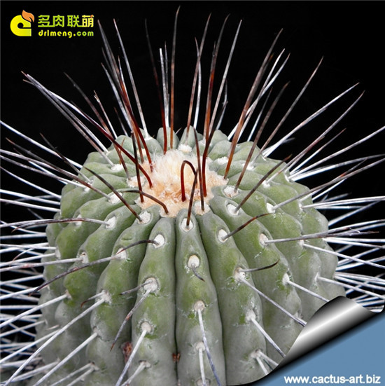 黑士冠 Copiapoa dealbata -3