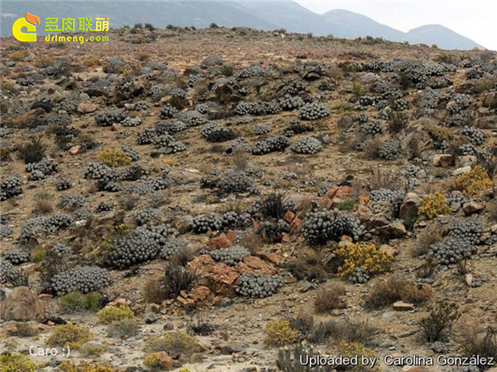 黑士冠 Copiapoa dealbata -4