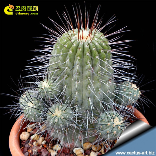 黑士冠 Copiapoa dealbata -5