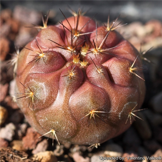 黒王殿 Copiapoa taltalensis