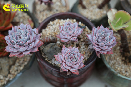 韩国花友的老桩-17