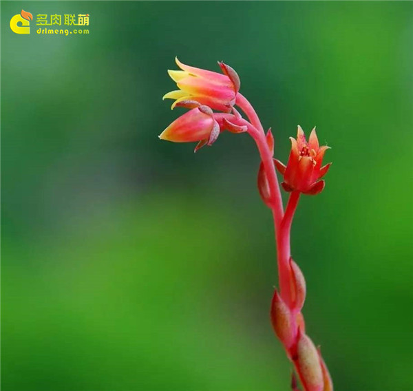 杨金开花