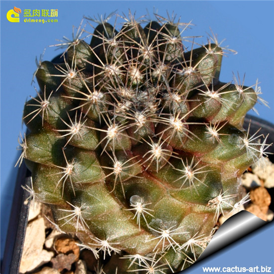 鱼鳞丸Copiapoa tenuissima