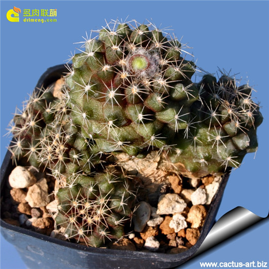 群生的鱼鳞丸Copiapoa tenuissima