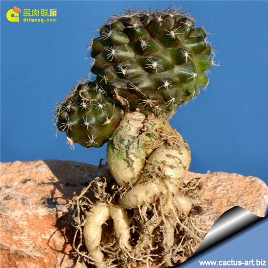 鱼鳞丸Copiapoa tenuissima根系强大