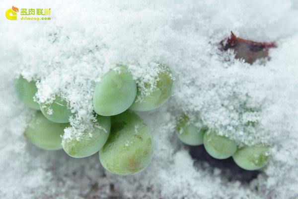 陕西西安经历冰雪的多肉植物-6