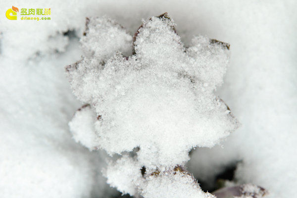 陕西西安经历冰雪的多肉植物-8