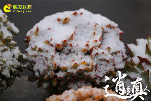 经历东北冰雪的多肉植物-10