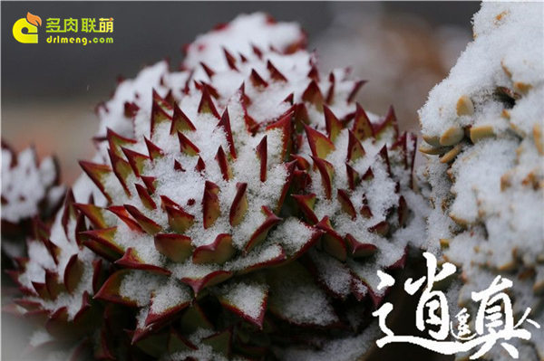 经历东北冰雪的多肉植物-11