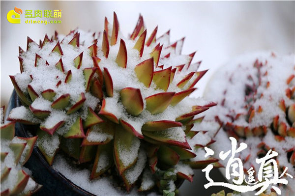 经历东北冰雪的多肉植物-17