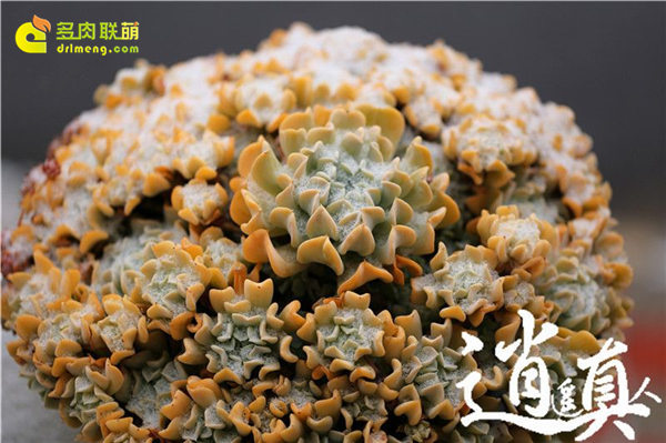 经历东北冰雪的多肉植物-19