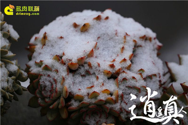 经历东北冰雪的多肉植物-3