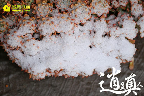 经历东北冰雪的多肉植物-30