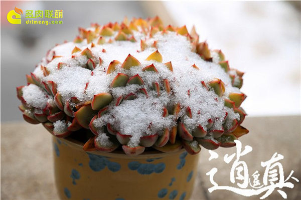 经历东北冰雪的多肉植物-36