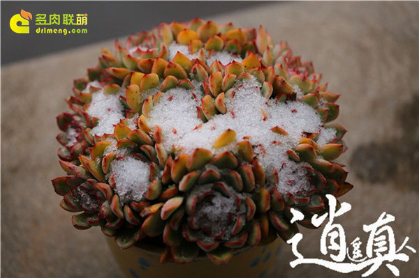 经历东北冰雪的多肉植物-38