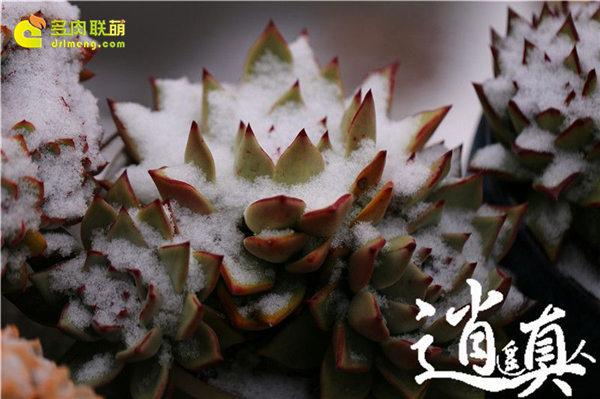 经历东北冰雪的多肉植物-4