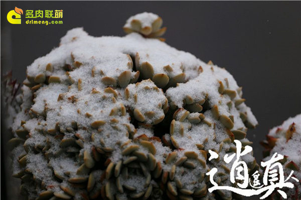 经历东北冰雪的多肉植物-5