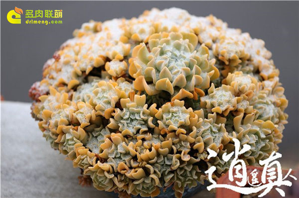 经历东北冰雪的多肉植物-6