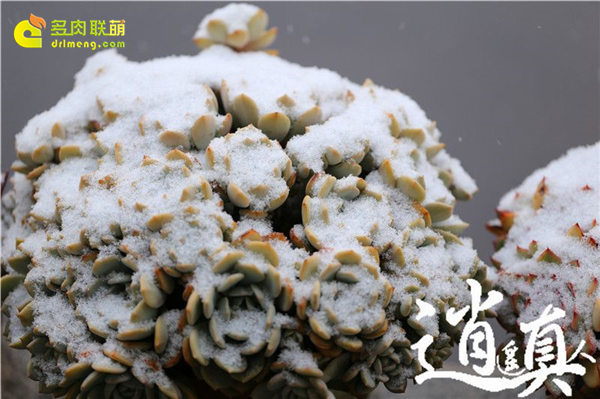 经历东北冰雪的多肉植物-9