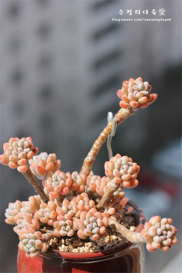 绿豆，多肉植物