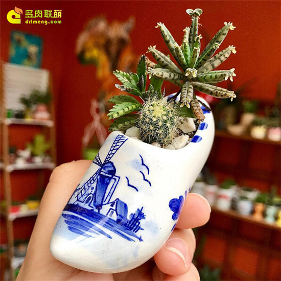 有趣的花盆和多肉-14
