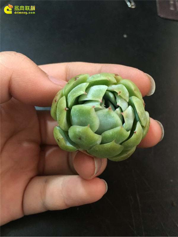 双子贝瑞