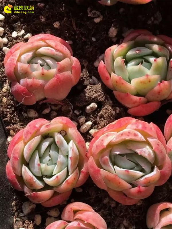 双子贝瑞
