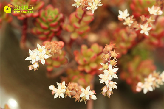 塔洛克开花细节