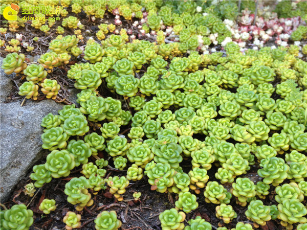 野生多肉植物-11