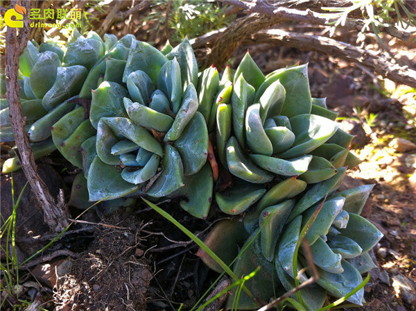 野生多肉植物-20