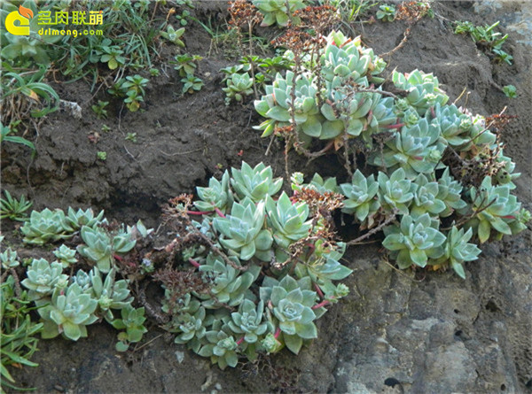 野生多肉植物-3