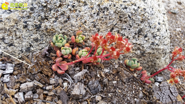 野生多肉植物-5