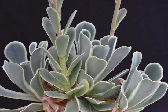  尺素 Echeveria chazaroi 