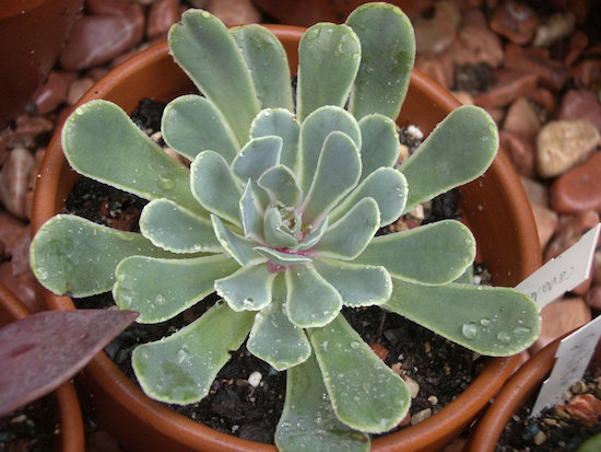  尺素 Echeveria chazaroi 